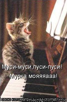 Муси-муси,пуси-пуси! Мурка мояяяааа!... Котоматрица: Муси-муси,пуси-пуси! Мурка мояяяааа!
