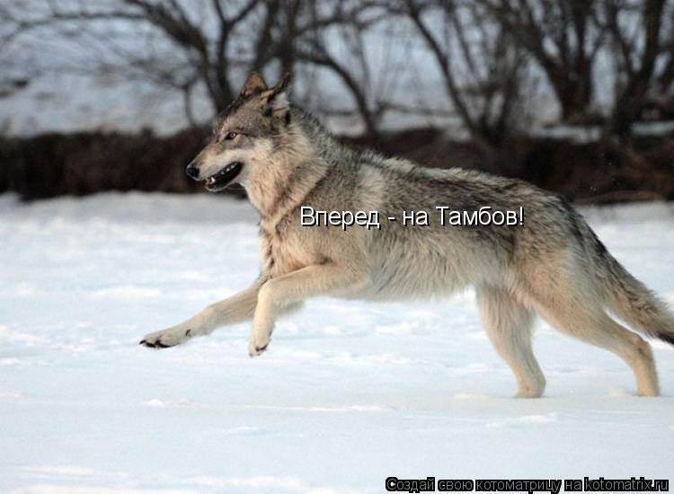 Вперед - на Тамбов!... Котоматрица: Вперед - на Тамбов!