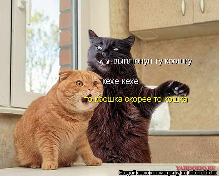 кехе-кехе выплюнул ту крошку то крошка скорее то кошка... Котоматрица: кехе-кехе выплюнул ту крошку то крошка скорее то кошка