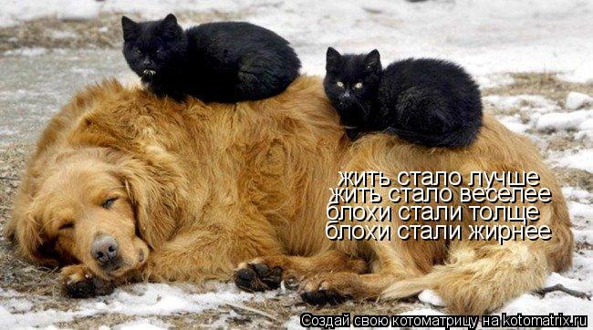 жить стало лучше жить стало веселее блохи стали толще блохи стали жирнее... Котоматрица: жить стало лучше жить стало веселее блохи стали толще блохи стали жирнее