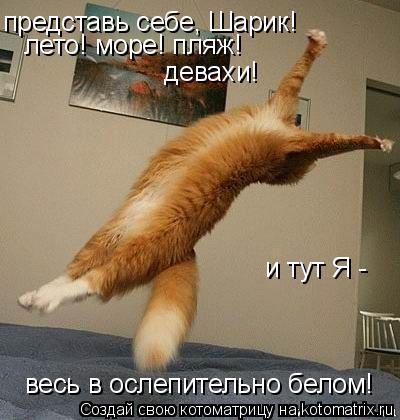 представь себе, Шарик! лето! море! пляж! девахи! весь в ослепительно белом! и тут Я -... Котоматрица: представь себе, Шарик! лето! море! пляж! девахи! весь в ослепительно белом! и тут Я -