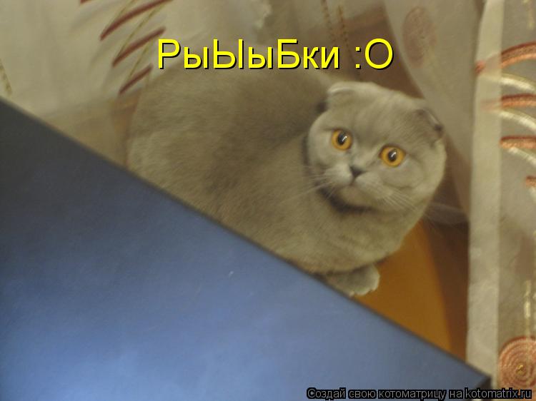 РыЫыБки :O... Котоматрица: РыЫыБки :O