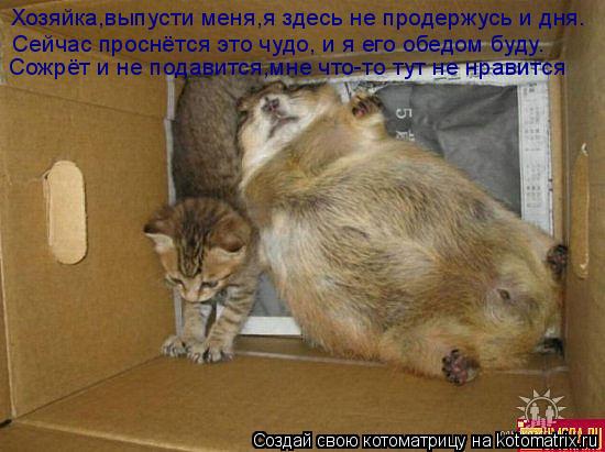 Котоматрица: Хозяйка,выпусти меня,я здесь не продержусь и дня. Сейчас проснётся это чудо, и я его обедом буду. Сожрёт и не подавится,мне что-то тут не нрав