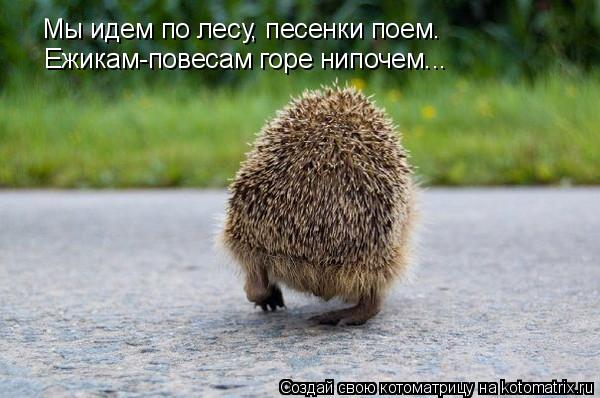 Мы идем по лесу, песенки поем. Ежикам-повесам горе нипочем... Мы идем по лес... Котоматрица: Мы идем по лесу, песенки поем. Ежикам-повесам горе нипочем... Мы идем по лесу, песенки поем. Ежикам-повесам горе нипочем...
