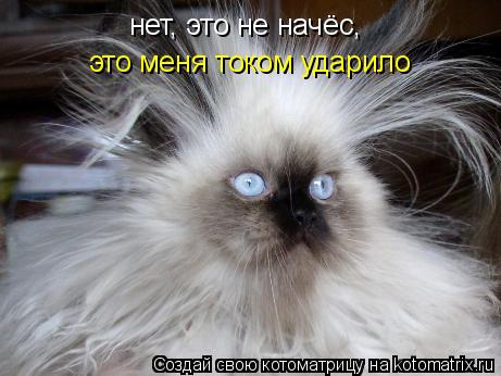 нет, это не начёс, это меня током ударило... Котоматрица: нет, это не начёс, это меня током ударило