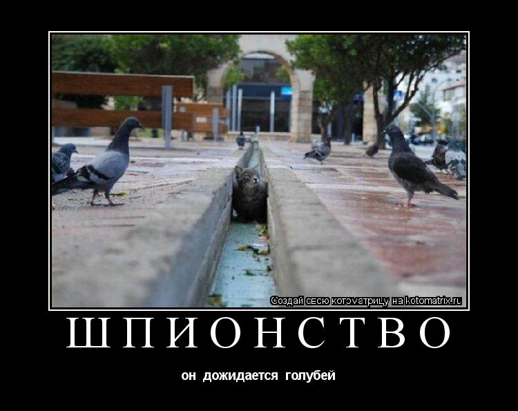 шпионство он дожидается голубей... Котоматрица: шпионство он дожидается голубей