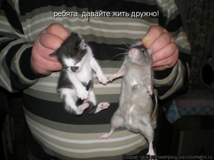 ребята, давайте жить дружно!... Котоматрица: ребята, давайте жить дружно!