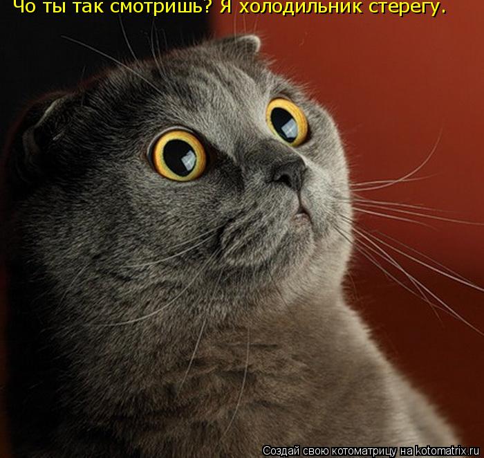 Чо ты так смотришь? Я холодильник стерегу.... Котоматрица: Чо ты так смотришь? Я холодильник стерегу.