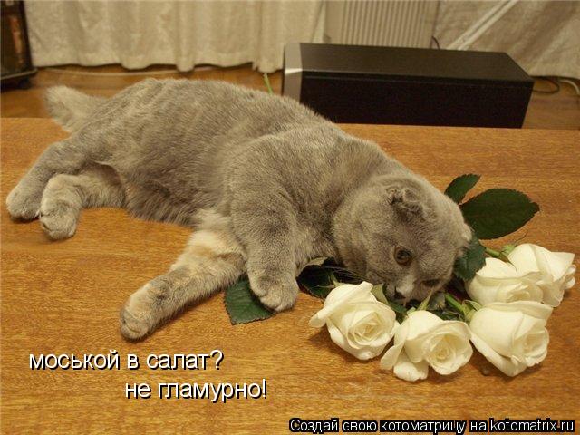 моськой в салат? не гламурно!... Котоматрица: моськой в салат? не гламурно!