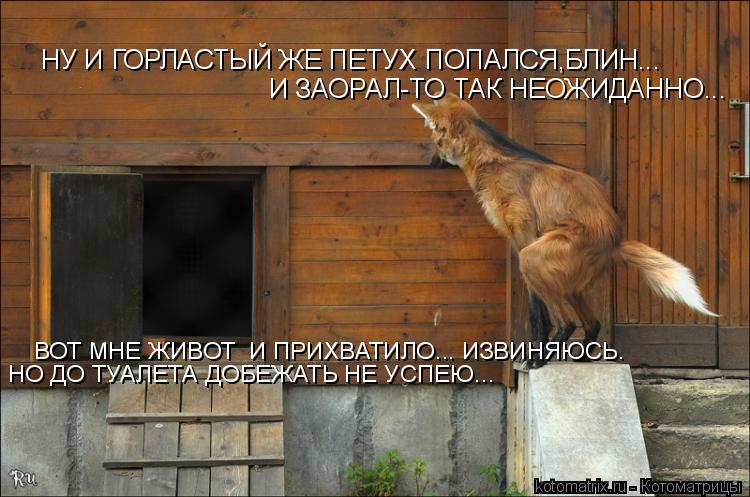Котоматрица: НУ И ГОРЛАСТЫЙ ЖЕ ПЕТУХ ПОПАЛСЯ,БЛИН... И ЗАОРАЛ-ТО ТАК НЕОЖИДАННО... ВОТ МНЕ ЖИВОТ  И ПРИХВАТИЛО... ИЗВИНЯЮСЬ. НО ДО ТУАЛЕТА ДОБЕЖАТЬ НЕ УСПЕЮ...