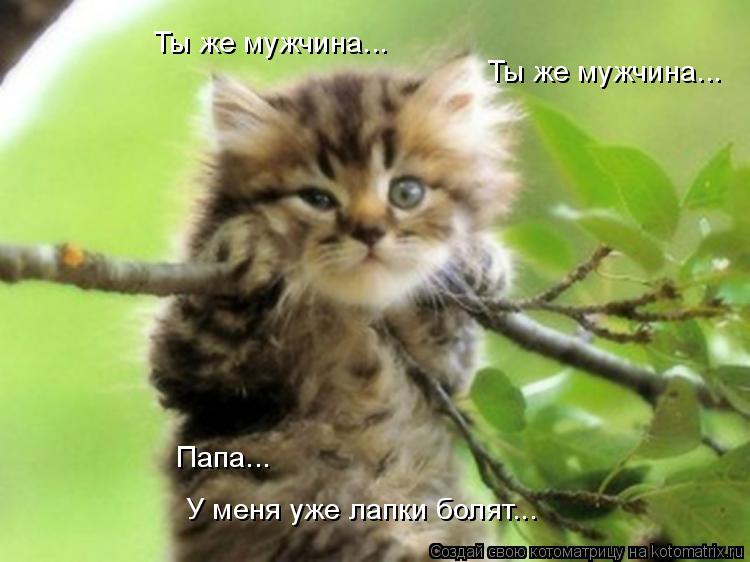 Котоматрица: Ты же мужчина... Ты же мужчина... Папа... У меня уже лапки болят...