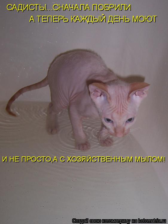 Котоматрица: САДИСТЫ...СНАЧАЛА ПОБРИЛИ А ТЕПЕРЬ КАЖДЫЙ ДЕНЬ МОЮТ И НЕ ПРОСТО,А С ХОЗЯЙСТВЕННЫМ МЫЛОМ!