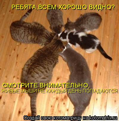 РЕБЯТА,ВСЕМ ХОРОШО ВИДНО? СМОТРИТЕ ВНИМАТЕЛЬНО, ЖИВЫЕ МЫШИ НЕ КАЖДЫЙ ДЕНЬ ПОПАДАЮТСЯ...... Котоматрица: РЕБЯТА,ВСЕМ ХОРОШО ВИДНО? СМОТРИТЕ ВНИМАТЕЛЬНО, ЖИВЫЕ МЫШИ НЕ КАЖДЫЙ ДЕНЬ ПОПАДАЮТСЯ...