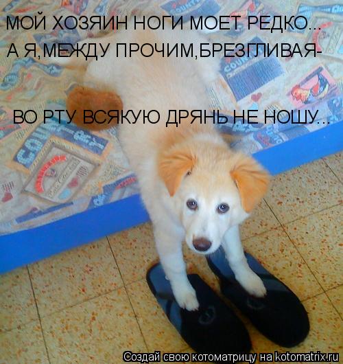 МОЙ ХОЗЯИН НОГИ МОЕТ РЕДКО... А Я,МЕЖДУ ПРОЧИМ,БРЕЗГЛИВАЯ- ВО РТУ ВСЯКУЮ ДРЯНЬ НЕ НОШУ...... Котоматрица: МОЙ ХОЗЯИН НОГИ МОЕТ РЕДКО... А Я,МЕЖДУ ПРОЧИМ,БРЕЗГЛИВАЯ- ВО РТУ ВСЯКУЮ ДРЯНЬ НЕ НОШУ...