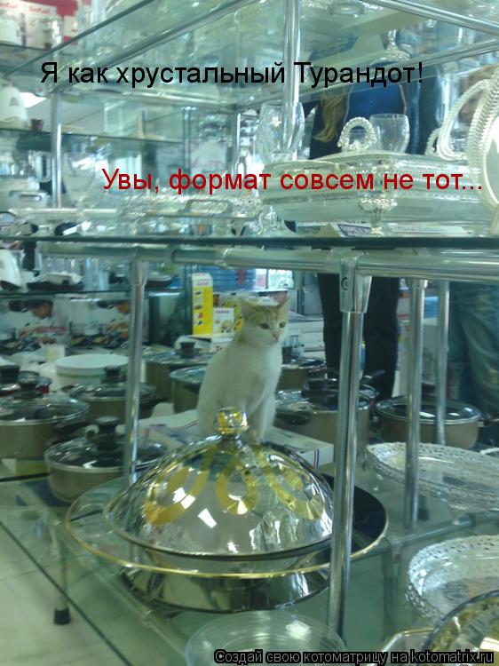Я как хрустальный Турандот! Увы, формат совсем не тот...... Котоматрица: Я как хрустальный Турандот! Увы, формат совсем не тот...