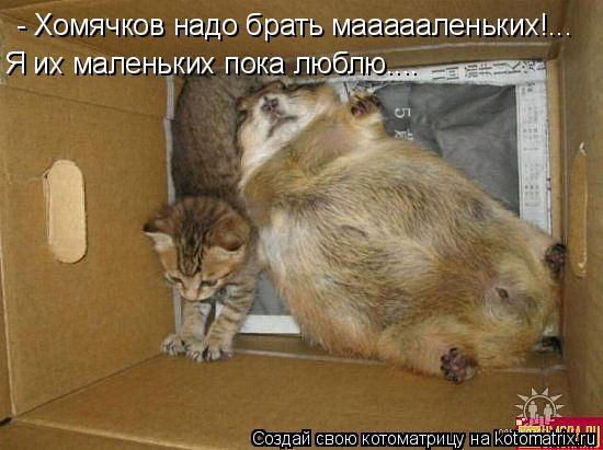 - Хомячков надо брать маааааленьких!... Я их маленьких пока люблю....... Котоматрица: - Хомячков надо брать маааааленьких!... Я их маленьких пока люблю....