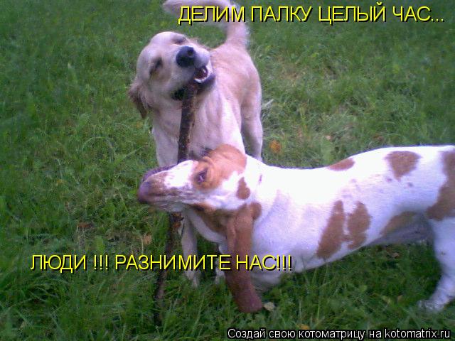 ДЕЛИМ ПАЛКУ ЦЕЛЫЙ ЧАС... ЛЮДИ !!! РАЗНИМИТЕ НАС!!!... Котоматрица: ДЕЛИМ ПАЛКУ ЦЕЛЫЙ ЧАС... ЛЮДИ !!! РАЗНИМИТЕ НАС!!!