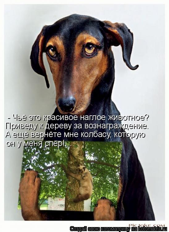 - Чьё это красивое наглое животное? Приведу к дереву за вознаграждение. А ещё вернёте мне колбасу, ко... Котоматрица: - Чьё это красивое наглое животное? Приведу к дереву за вознаграждение. А ещё вернёте мне колбасу, которую он у меня спёр!...