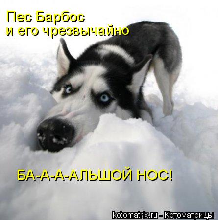 Пес Барбос и его чрезвычайно БА-А-А-АЛЬШОЙ НОС!... Котоматрица: Пес Барбос и его чрезвычайно БА-А-А-АЛЬШОЙ НОС!