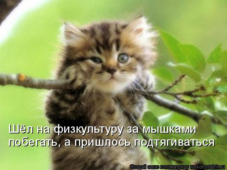 Котоматрица: Шёл на физкультуру за мышками побегать, а пришлось подтягиваться