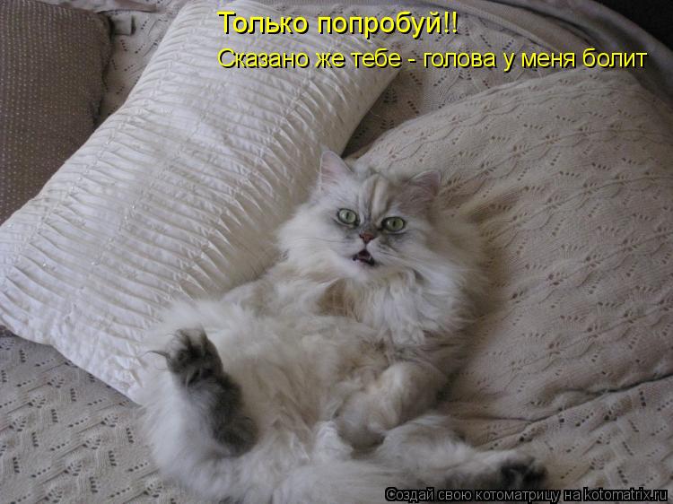 Котоматрица: Сказано же тебе - голова у меня болит Только попробуй!!