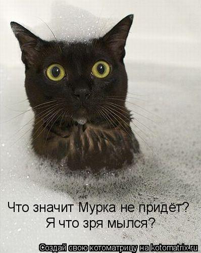 Котоматрица: Что значит Мурка не придёт? Я что зря мылся?