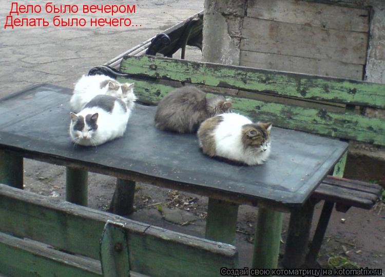 Котоматрица: Дело было вечером Делать было нечего...