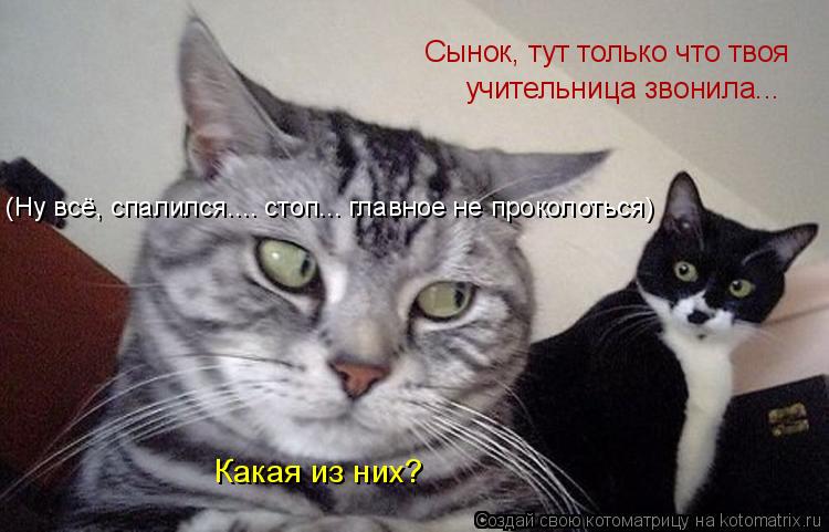 Котоматрица: Сынок, тут только что твоя Какая из них? (Ну всё, спалился.... стоп... главное не проколоться) учительница звонила...