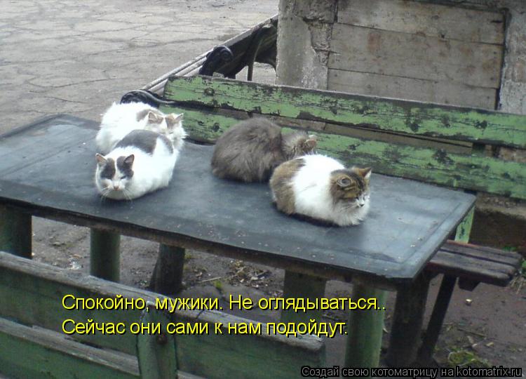 Котоматрица: Спокойно, мужики. Не оглядываться.. Сейчас они сами к нам подойдут.