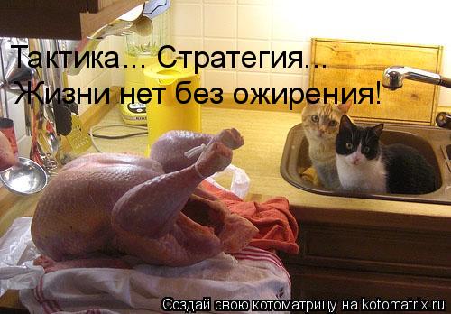 Котоматрица: Тактика... Стратегия... Жизни нет без ожирения!