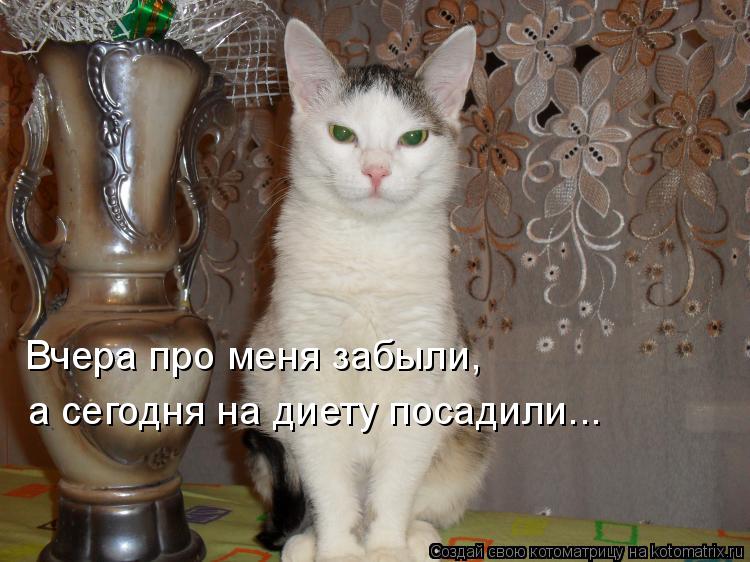 Вчера про меня забыли, а сегодня на диету посадили...... Котоматрица: Вчера про меня забыли, а сегодня на диету посадили...