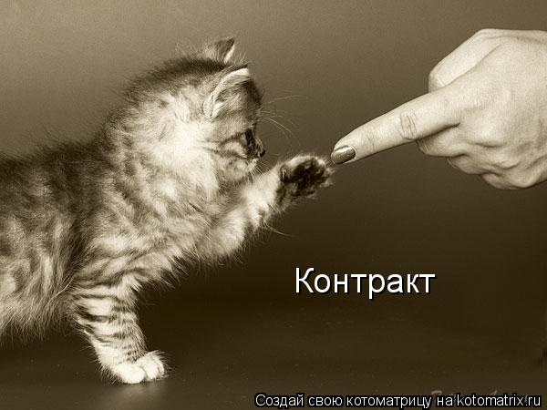 Контракт... Котоматрица: Контракт