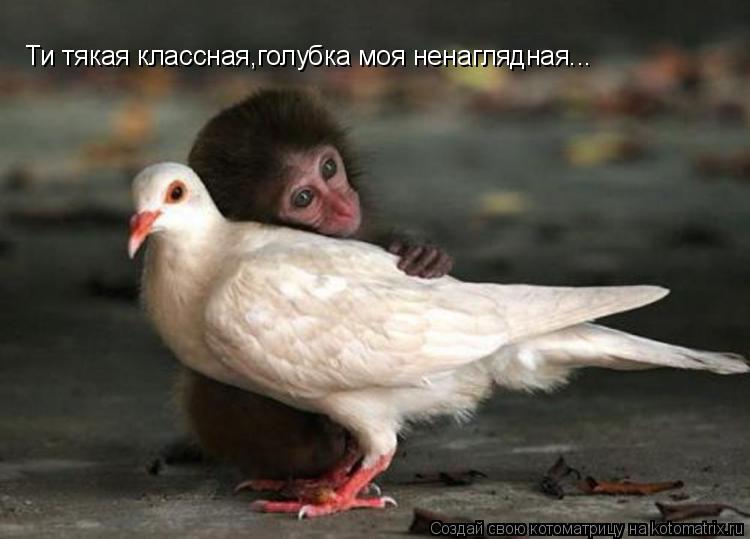 Ти тякая классная,голубка моя ненаглядная...... Котоматрица: Ти тякая классная,голубка моя ненаглядная...