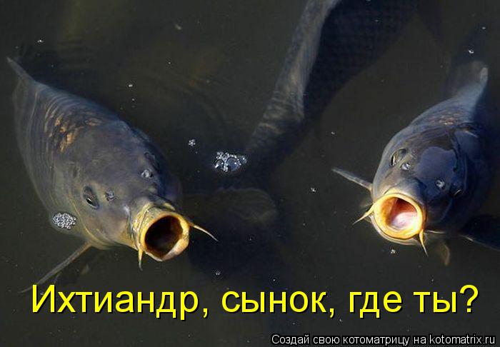 Ихтиандр, сынок, где ты?... Котоматрица: Ихтиандр, сынок, где ты?
