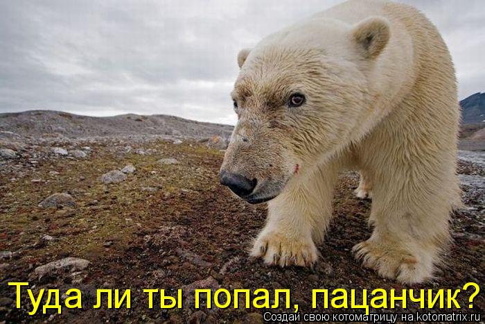 Туда ли ты попал, пацанчик?... Котоматрица: Туда ли ты попал, пацанчик?