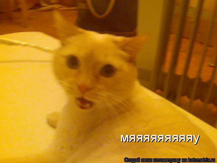 мяяяяяяяяяу... Котоматрица: мяяяяяяяяяу