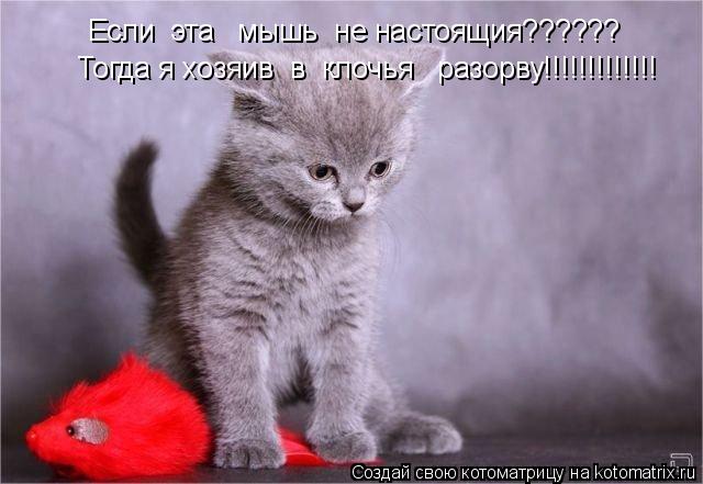 Если эта мышь не настоящия?????? Тогда я хозяив в клочья разорву!!!!!!!!!!!!!... Котоматрица: Если эта мышь не настоящия?????? Тогда я хозяив в клочья разорву!!!!!!!!!!!!!