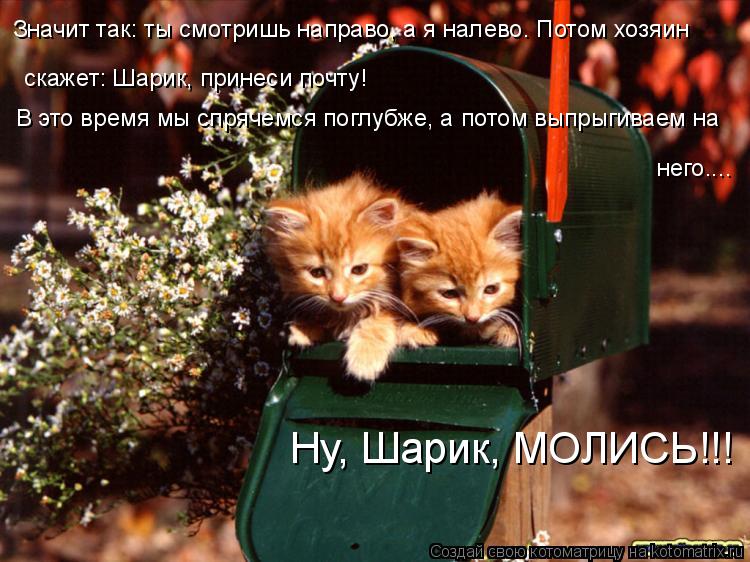 Значит так: ты смотришь направо, а я налево. Потом хозяин скажет: Шарик, принеси почту! В это время м... Котоматрица: Значит так: ты смотришь направо, а я налево. Потом хозяин скажет: Шарик, принеси почту! В это время мы спрячемся поглубже, а потом выпрыгиваем