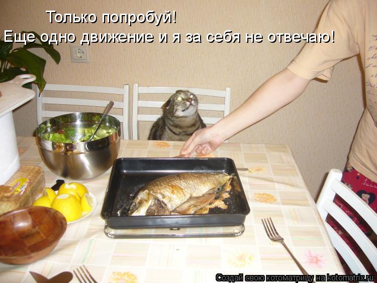 Только попробуй! Еще одно движение и я за себя не отвечаю!... Котоматрица: Только попробуй! Еще одно движение и я за себя не отвечаю!