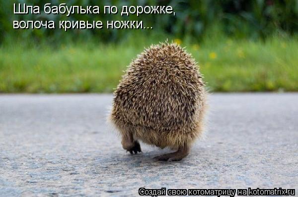 Шла бабулька по дорожке, волоча кривые ножки...... Котоматрица: Шла бабулька по дорожке, волоча кривые ножки...