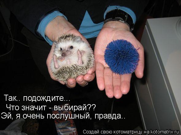 Так.. подождите... Что значит - выбирай?? Эй, я очень послушный, правда..... Котоматрица: Так.. подождите... Что значит - выбирай?? Эй, я очень послушный, правда..