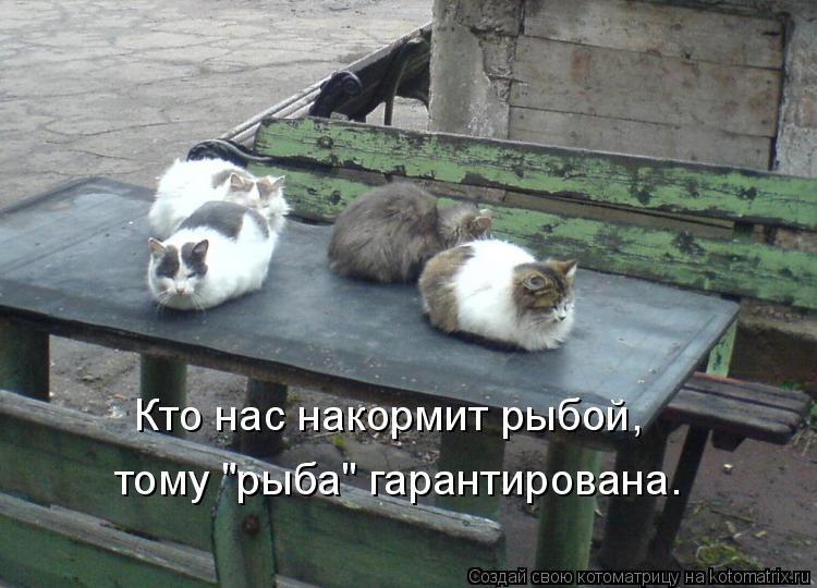 Кто нас накормит рыбой, тому "рыба" гарантирована.... Котоматрица: Кто нас накормит рыбой, тому "рыба" гарантирована.