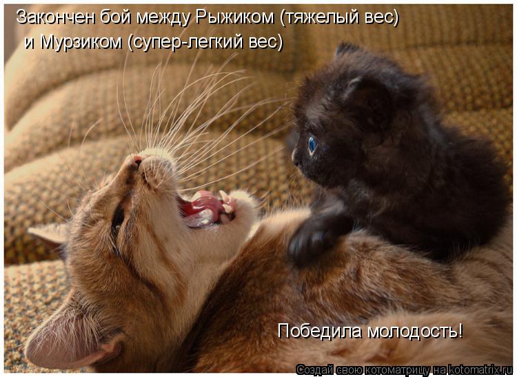 Закончен бой между Рыжиком (тяжелый вес) и Мурзиком (супер-легкий вес) Победила молодость!... Котоматрица: Закончен бой между Рыжиком (тяжелый вес) и Мурзиком (супер-легкий вес) Победила молодость!