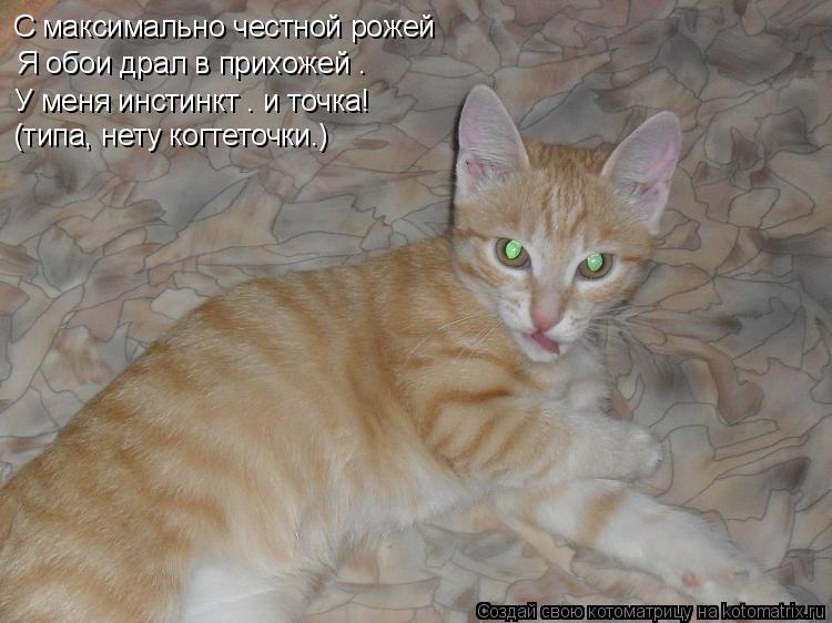 С максимально честной рожей Я обои драл в прихожей – У меня инстинкт – и точка! (типа, нету когтеточк... Котоматрица: С максимально честной рожей Я обои драл в прихожей – У меня инстинкт – и точка! (типа, нету когтеточки…)