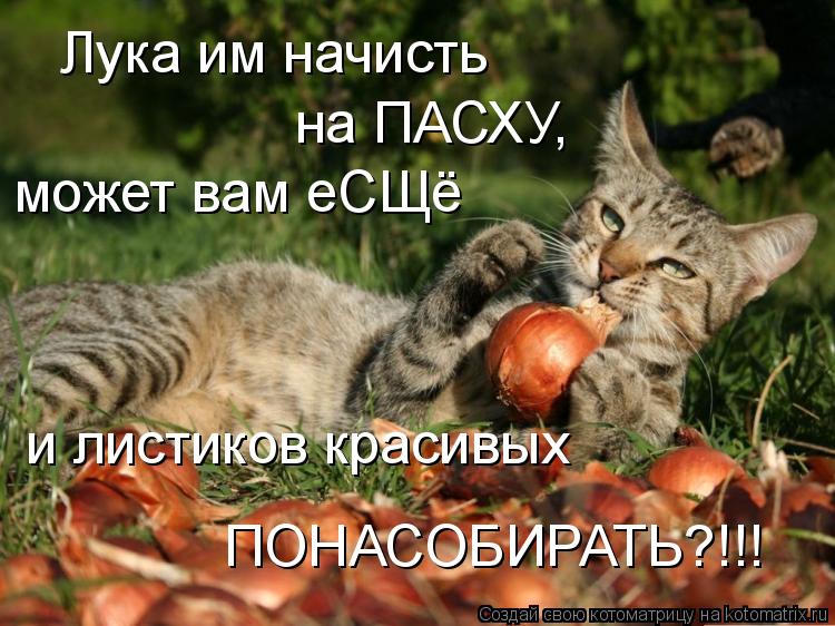 Лука им начисть на ПАСХУ, может вам еСЩё и листиков красивых ПОНАСОБИРАТЬ?!!!... Котоматрица: Лука им начисть на ПАСХУ, может вам еСЩё и листиков красивых ПОНАСОБИРАТЬ?!!!