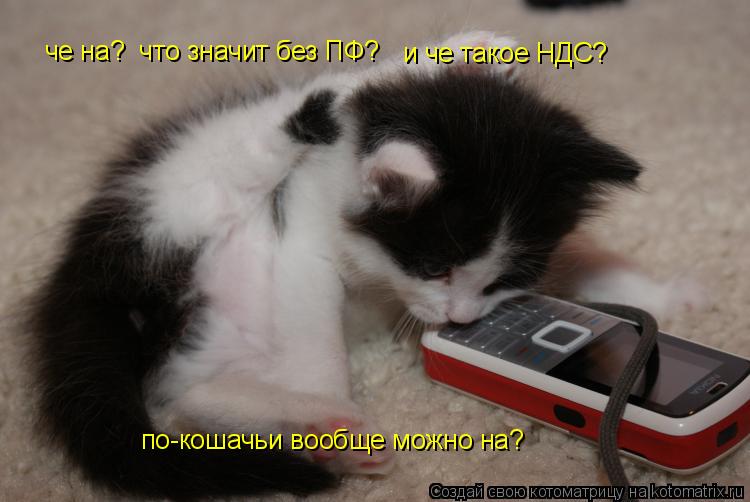 че на? что значит без ПФ? и че такое НДС? по-кошачьи вообще можно на?... Котоматрица: че на? что значит без ПФ? и че такое НДС? по-кошачьи вообще можно на?