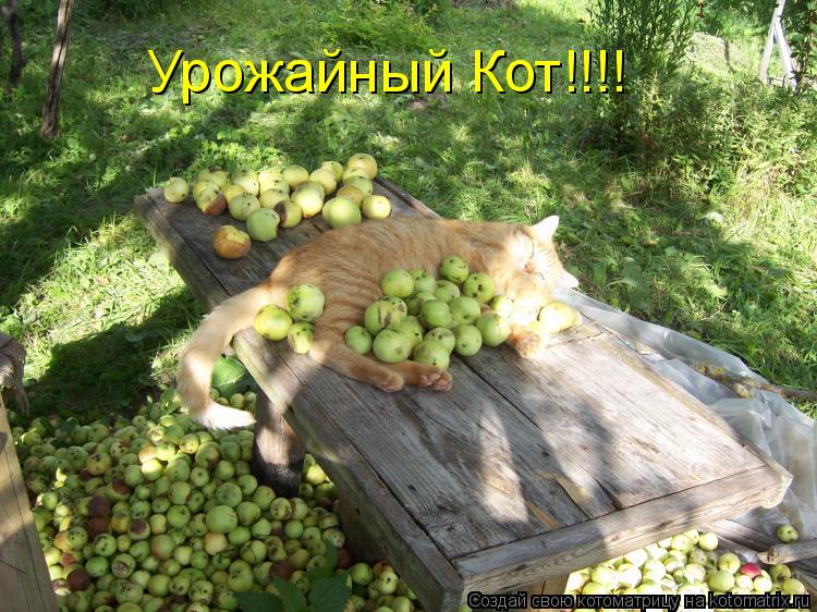 Урожайный Кот!!!!... Котоматрица: Урожайный Кот!!!!
