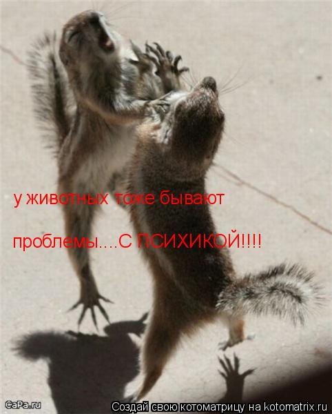 у животных тоже бывают проблемы....С ПСИХИКОЙ!!!!... Котоматрица: у животных тоже бывают проблемы....С ПСИХИКОЙ!!!!