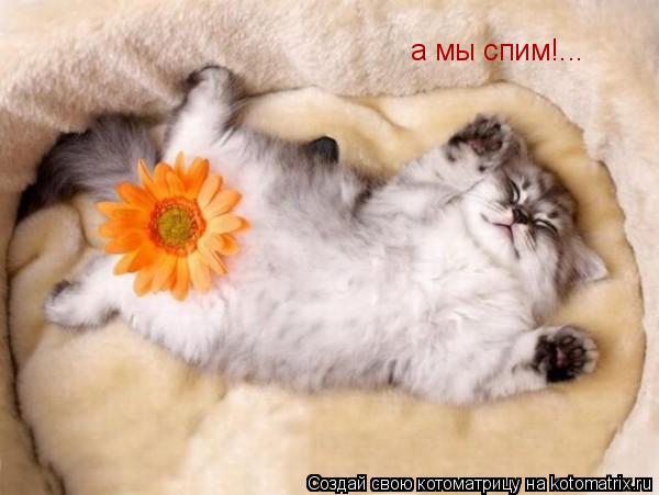 а мы спим!...... Котоматрица: а мы спим!...