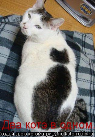 Два котэ в одном.... Котоматрица: Два котэ в одном.